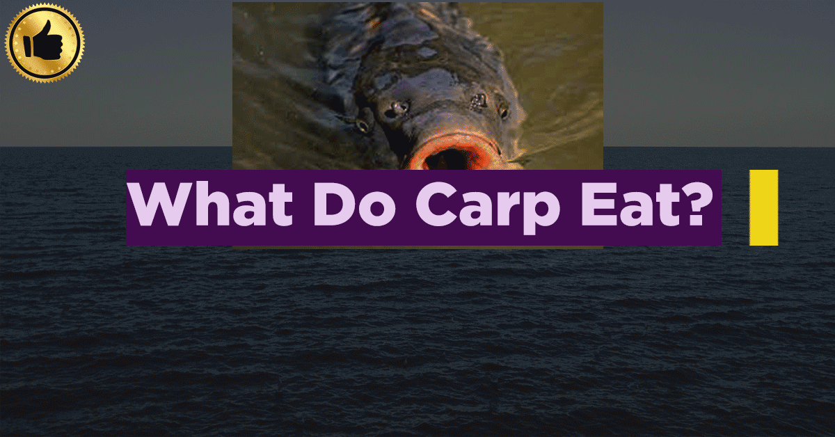 What do carp eat