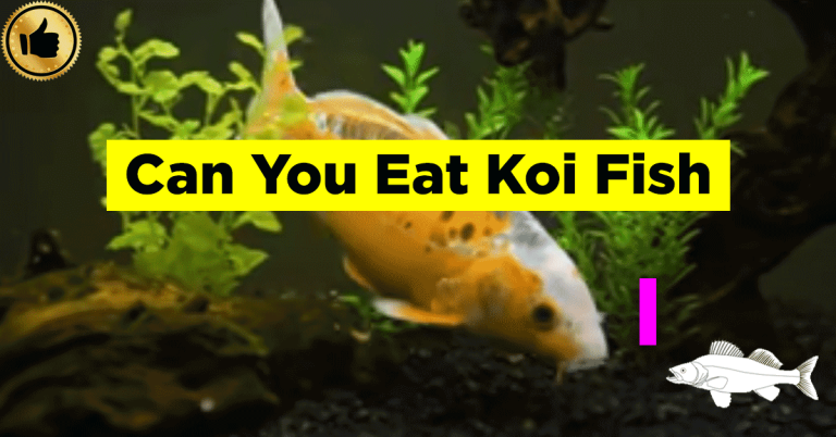 Can You Eat Koi Fish- Detailed Facts & History of Koi