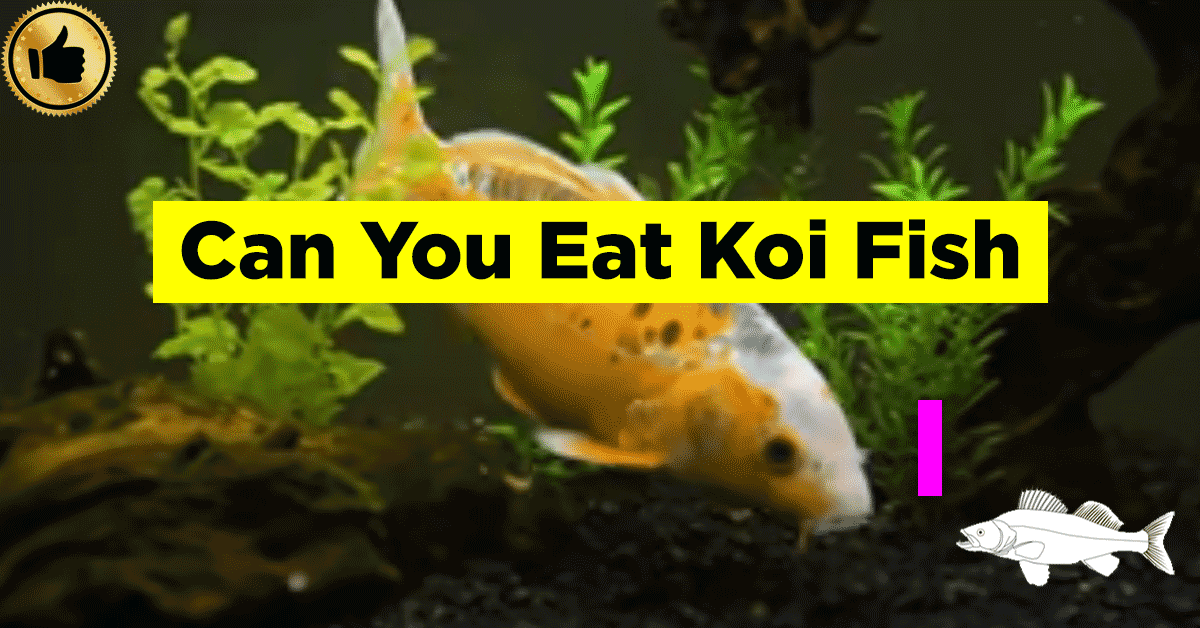 Can you Eat Koi Fish
