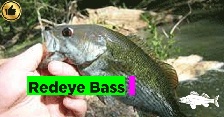 Redeye Bass: A Complete Guide