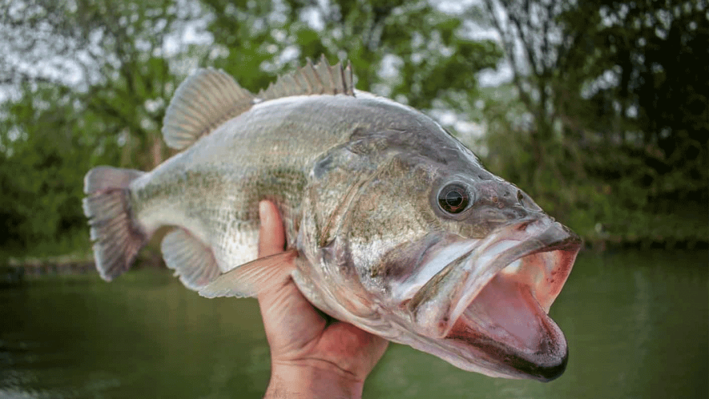 Largemouth bass fishing
