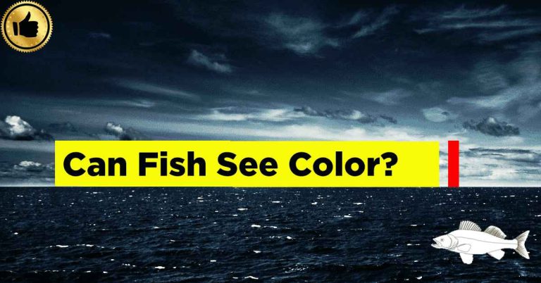 Can Fish see Color
