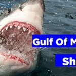 Gulf of Mexico sharks
