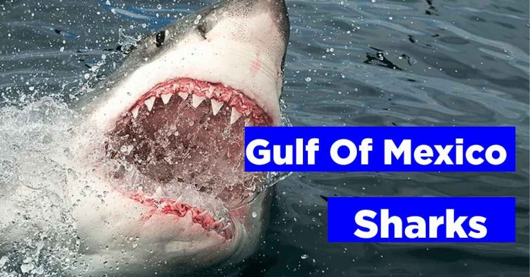 Gulf of Mexico sharks