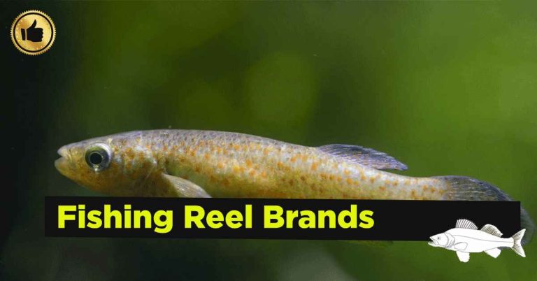 Best Fishing Reel Brands