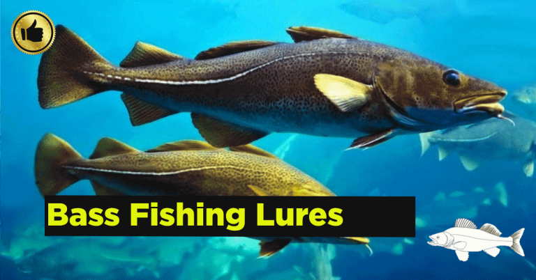 What is the Best Fishing Lures for Bass