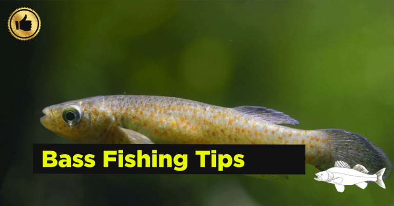 Best New Bass Fishing Techniques and Tips for Success