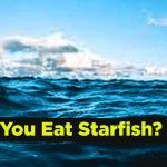 can you eat starfish