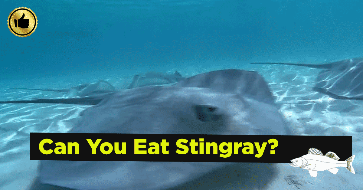 Can you Eat Stingray? – The Ultimate Guide
