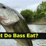 What do bass eat