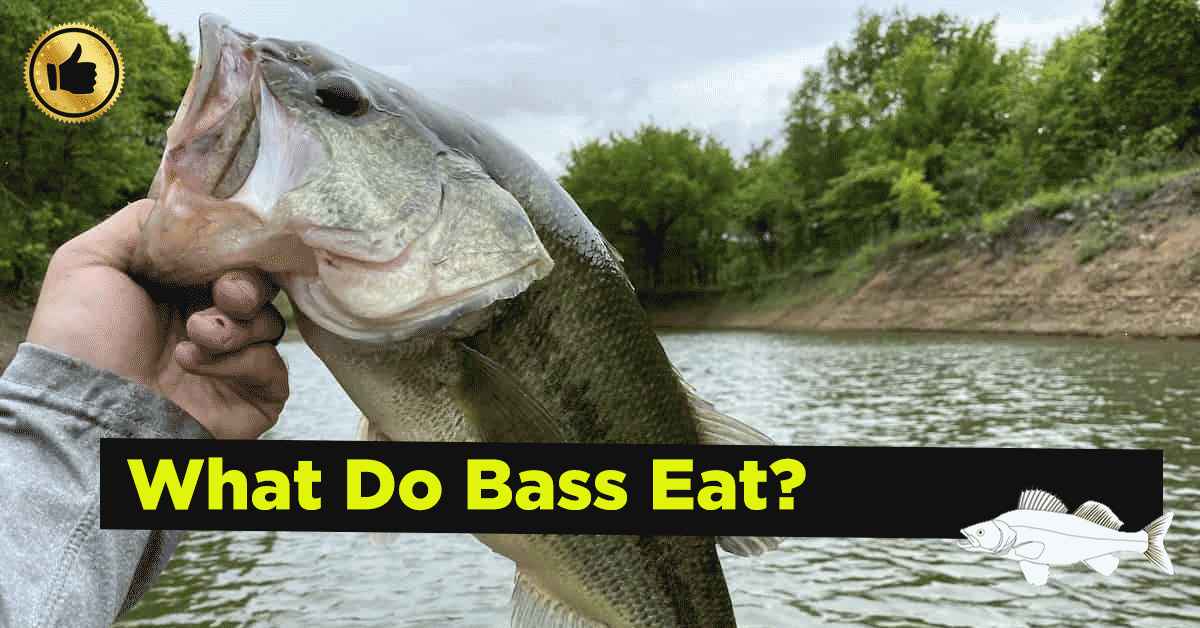 What do Bass Eat?
